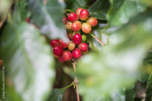 Fresh coffee beans on tree branches