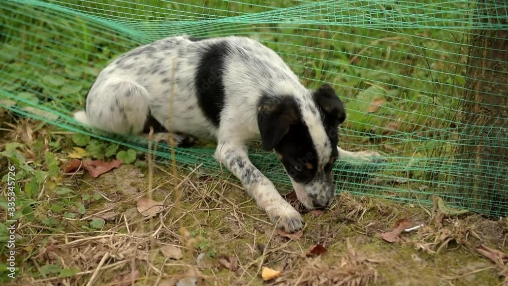 Homeless puppy plays in the garden. Homeless puppy plays in the garden.