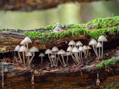 White Mushroom / Fungi in Wood Bonnet Fungi in Wood photo