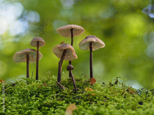 Brown Mushroom Fungi in Autumn