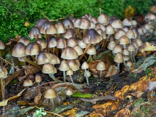 Brown Bonnet Fungi in Wood