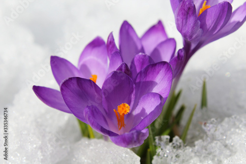 Beautiful blue crocuses flowers in the snow. Flowering of the first snowdrops. Close-up. Top view. Background. Landscape. © far700