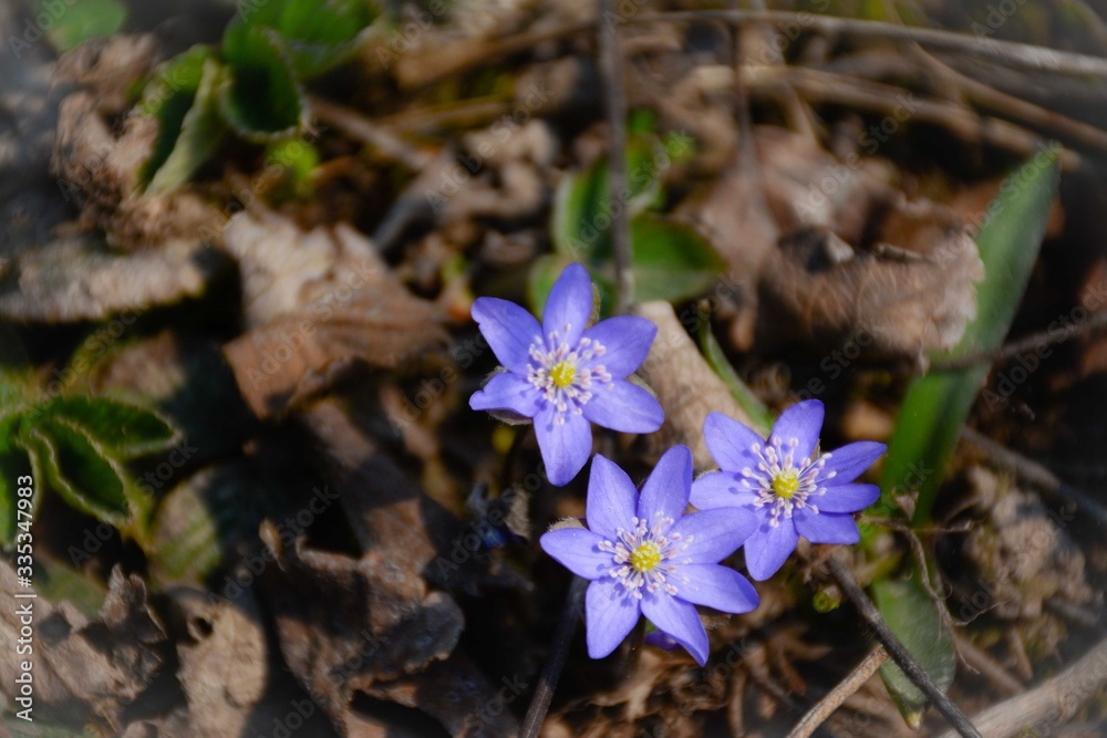 Purple hepatica flowers in early spring on the ground Purple hepatica flowers in early spring on the ground