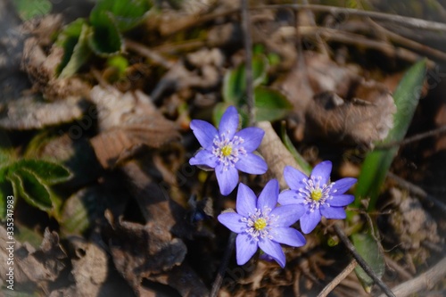 Purple hepatica flowers in early spring on the ground