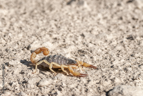 Black hairy scorpion (Hadrurus spadix) is a common arachnid species in the Great Basin Desert. Spencer Hot Springs, Big Smoky Valley, Lander County, Nevada, USA.