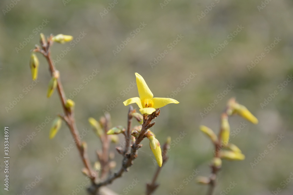 Spring yellow bush on a blurry background Spring yellow bush on a blurry background