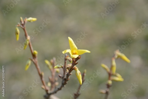 Spring yellow bush on a blurry background