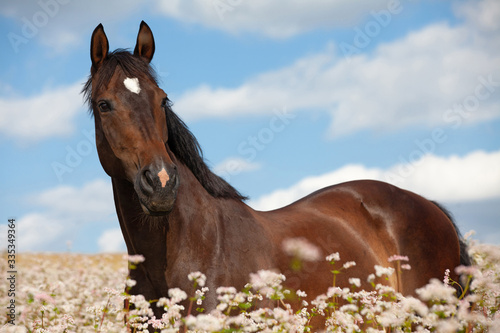 Portrait of nice brown horse posing on buckwheat field