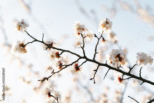 many beautiful, delicate, white flowers of a blooming apricot on a branch, in early spring against a blue sky on a Sunny day