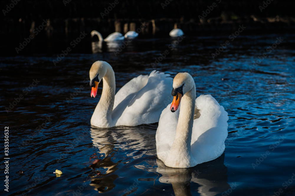 Fototapeta swan on the water