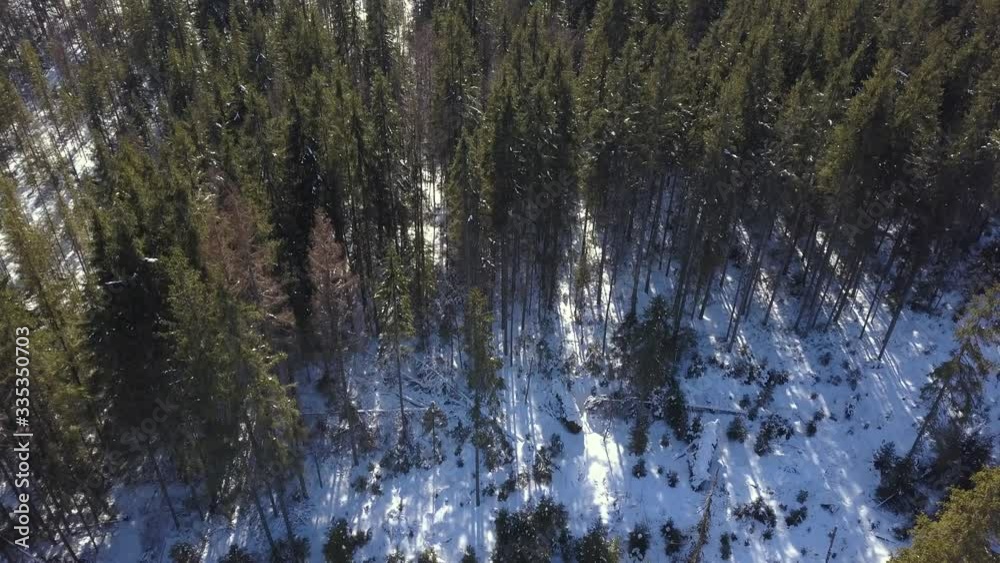 The snow white forest ground of the beautiful Transylvania woods during winter - aerial descend The snow white forest ground of the beautiful Transylvania woods during winter - aerial descend