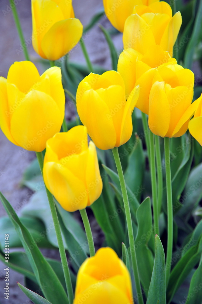 Tulips in Amsterdam, Netherlands. Tulips in Amsterdam, Netherlands.