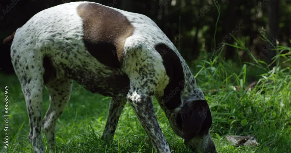 Older dog sniffing in grass field by forest in summer - german shorthaired pointer gsp - close up