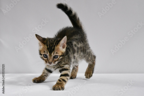 bengal kitten preparing to jump to play. a small, mischievous striped baby