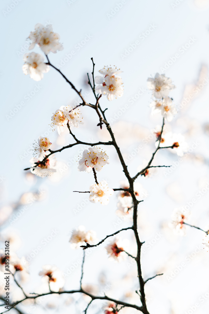 many beautiful, delicate, white flowers of a blooming apricot on a branch, in early spring against a blue sky on a Sunny day