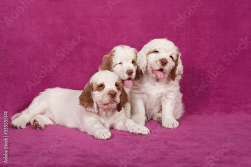 Three nice pupies posing on pink background photo