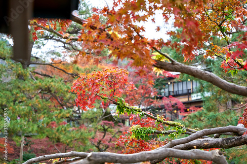 Red japanese maple tree in autumn