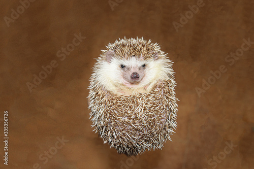 close up hedgehog on beautiful brown background