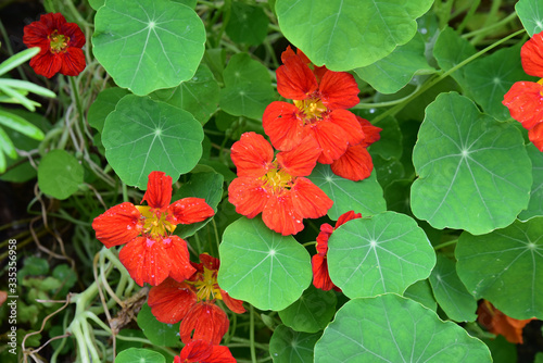 Capucine orange au jardin