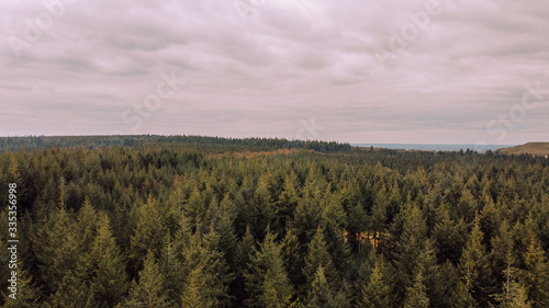 a view of a forest from above