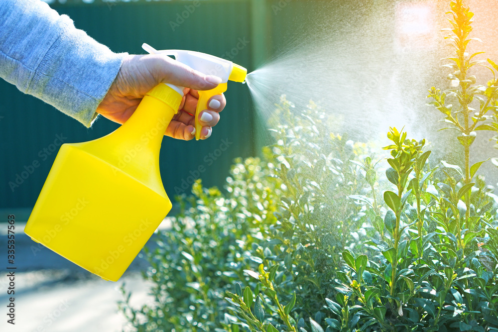 Garden works background with spray atomizer in female hands. Watering the bushes. - obrazy, fototapety, plakaty 