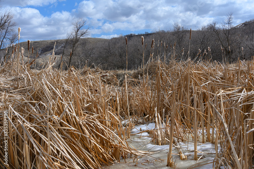 Fototapeta Naklejka Na Ścianę i Meble -   cattail reeds in ice 