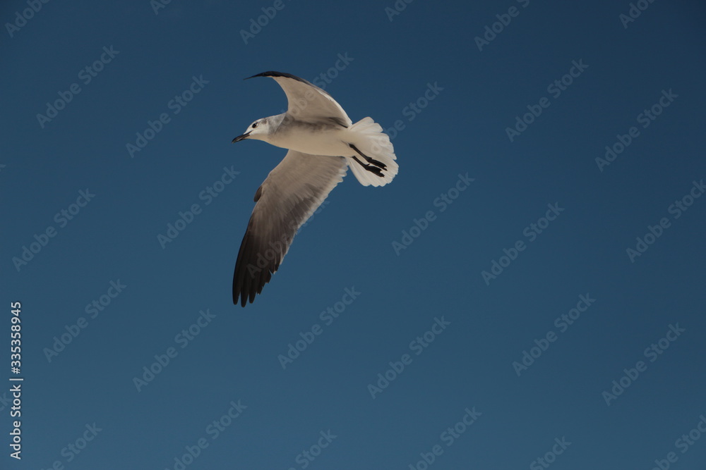 Obraz premium Gaviota