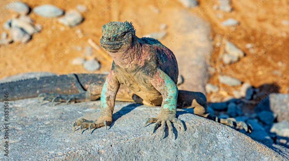 Φωτογραφία The endemic Espanola Marine Iguana (Amblyrhynchus cristatus venustissimus) is the most colorful of all and called the Christmas Iguana, Espanola island, Galapagos, Ecuador