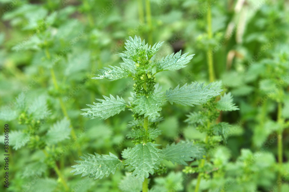 In nature grows stinging nettles (Urtica urens) In nature grows stinging nettles (Urtica urens)