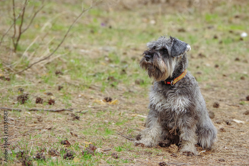 A friendly schnauzer dog is sitting on the ground in a green forest during a beautiful sunny spring day. Team practice