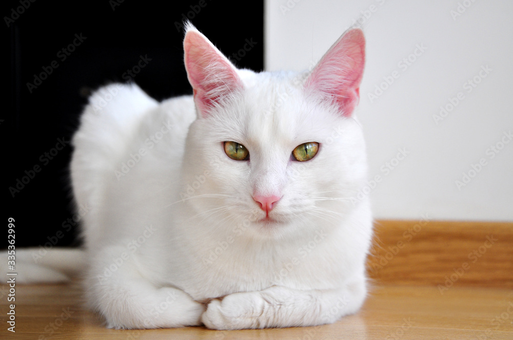 white british cat isolated sitting looking,black and white,portrait white british cat isolated sitting looking,black and white,portrait
