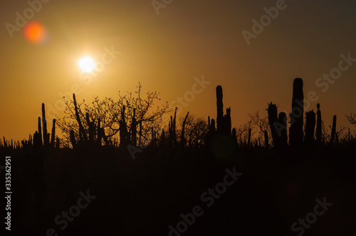 Silhouettes of cacti in the desert at sunset with the sun in front
