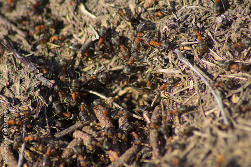 A lot of ants in an anthill, photo.