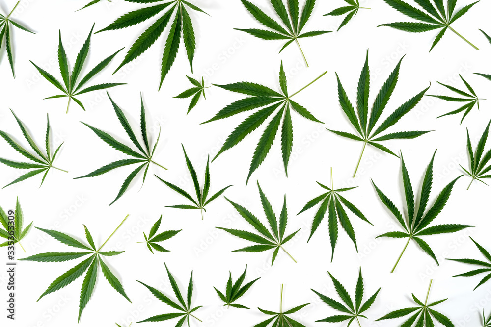 Naklejka premium A pattern of natural cannabis leaves isolated on white background.