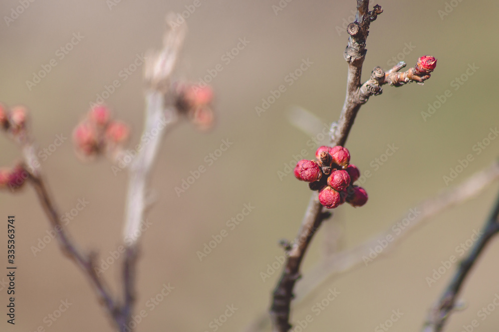 Unopened buds on tree branches in spring.Landscape.The beautiful buds of the apricot tree. Unopened buds on tree branches in spring.Landscape.The beautiful buds of the apricot tree.
