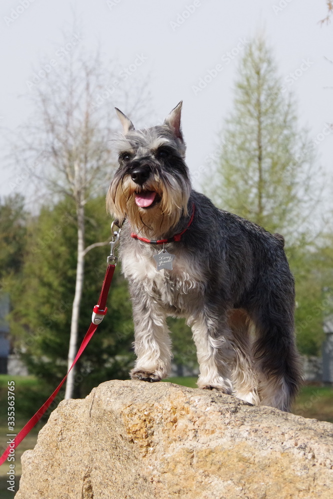 A beautiful dog portrait of a friendly schnauzer stands on a stone in the forest during a beautiful sunny spring day