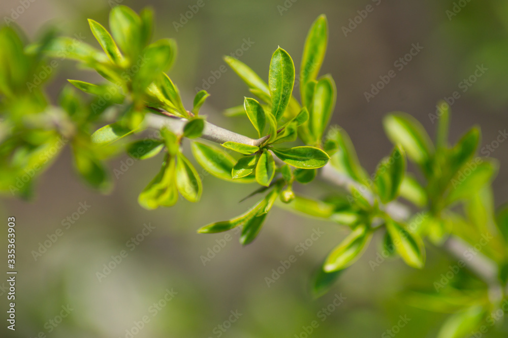 Beautiful leaves of Prinsepia sinensis in spring.Photo. Beautiful leaves of Prinsepia sinensis in spring.Photo.