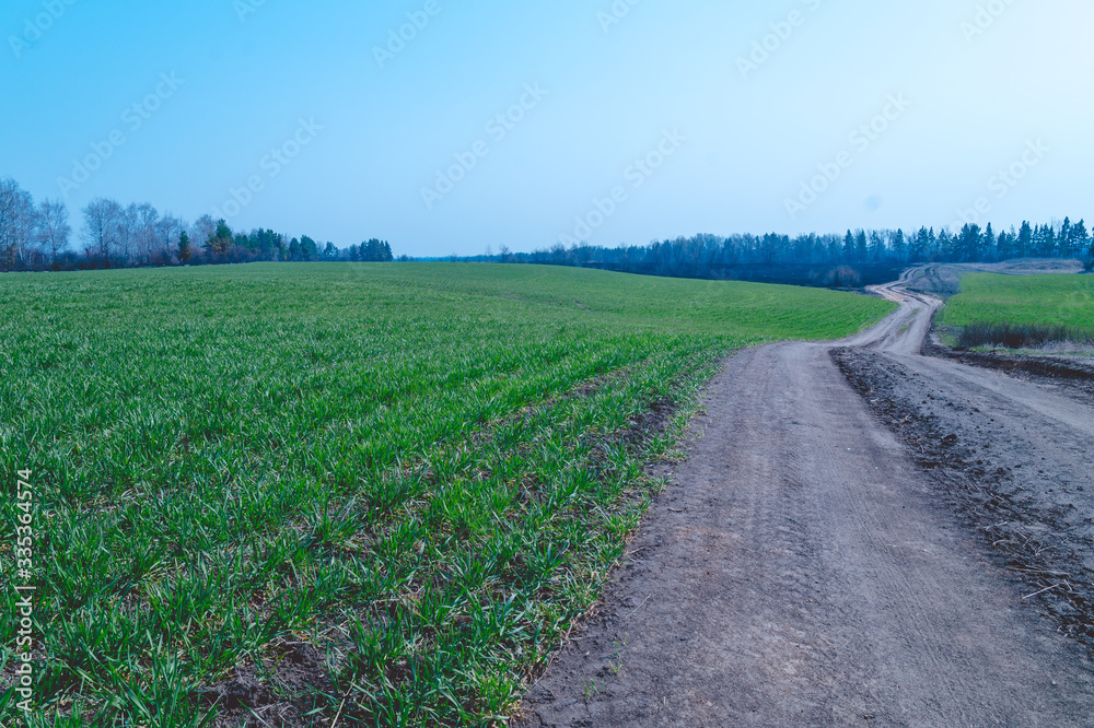 Green sprouts of winter wheat in the field, the road going away along the edge of the field, photo landscape.