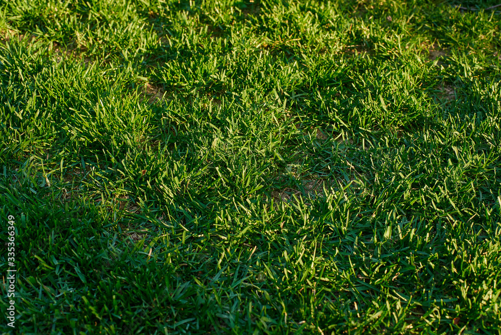 Bright green lawn in the sun Bright green lawn in the sun