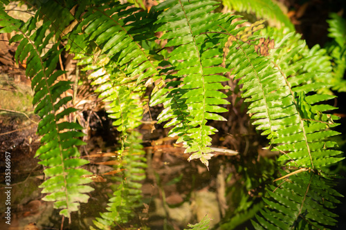 Ferns above the water pond