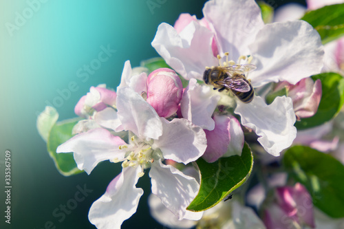 Beautiful apple tree blossom with a bee in spring season