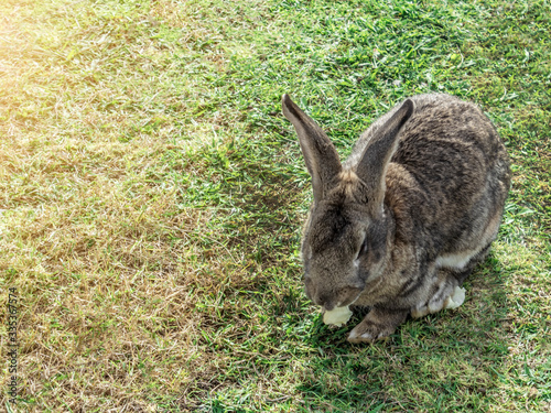 brown rabbit on a green lawn nibble green cabbage and tightened his ears, close-up of a rabbit © nucia