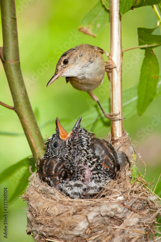 Common cuckoo, Cuculus canorus. Young in the nest fed by its adoptive mothers - Acrocephalus scirpaceus - European Warbler photo