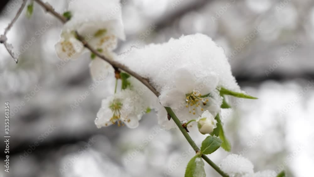 Bright, colorful of branch of blossoming apricot tree with tender snow-white spring flowers close-up, shot in garden against blue sky with depth of field and bokeh Bright, colorful of branch of blossoming apricot tree with tender snow-white spring flowers close-up, shot in garden against blue sky with depth of field and bokeh