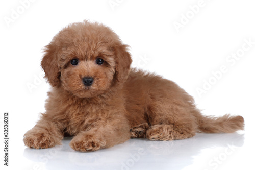 Cute little poodle puppy on a white background