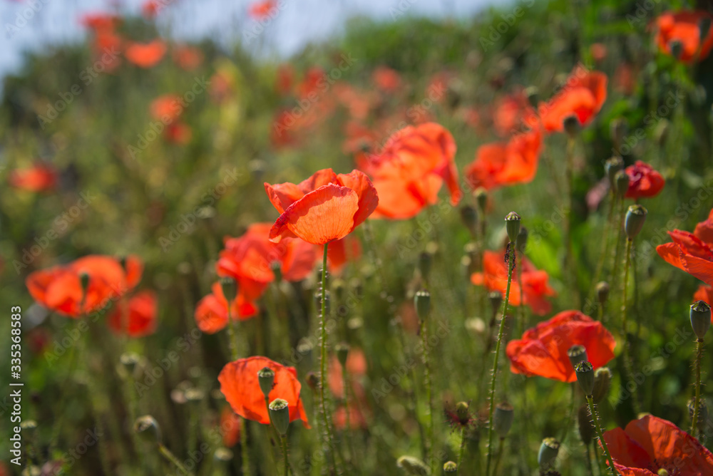 Beautiful red wild poppy against the sunlight Beautiful red wild poppy against the sunlight