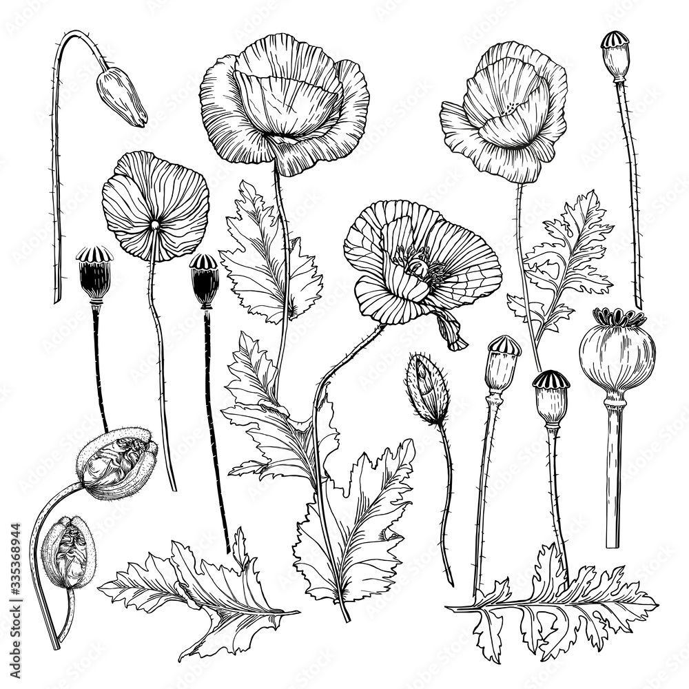 Vector set with poppy flowers, leaves and fruits. Monochrome floral ...