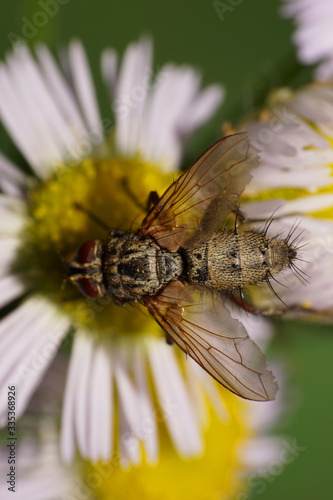 Macro of fluffy flower fly Delia platura on Erigeron canadensis flower photo