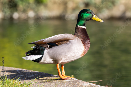 A male mallard duck standing at the waters edge