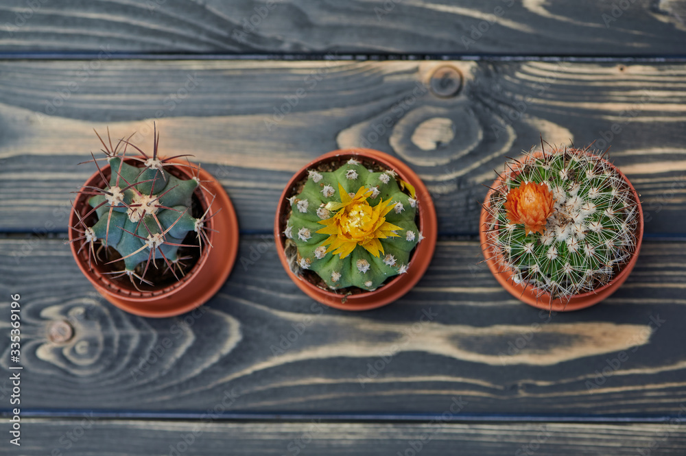 close up of three cacti on wooden table, view from above
